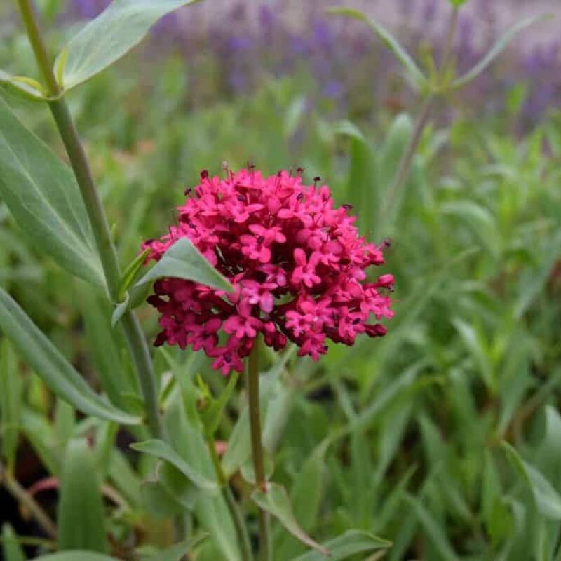 Centranthus ruber ---